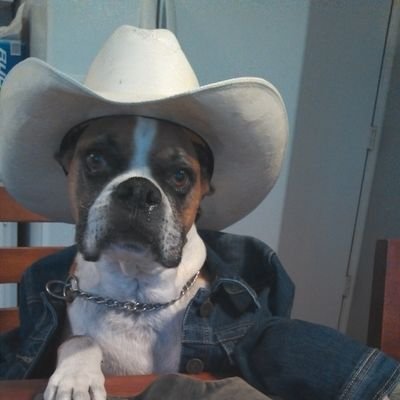 Profile Picture of Coop (@markSCboswell) on Twitter