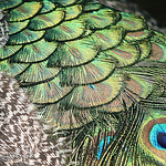 Profile Picture of Marsha Van De Griend (@marshandising) on Flickr