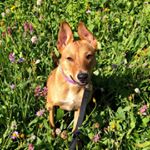 Profile Picture of Ginger Evans (@good.life.with.ginger) on Instagram