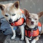 Profile Picture of Doug Kelly (@doug7039) on Instagram