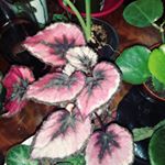 Profile Picture of Mary Musgrove (@mmandplants) on Instagram