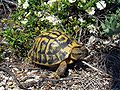 Profile Picture of Hermann's tortoise - Wikipedia, the free encyclopediaon Wikipedia