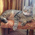 Profile Picture of Richard_Cat (@richard_cat_one_love) on Instagram