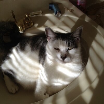 Profile Picture of Maxwell Silver Noone (@max_the_catt) on Twitter