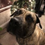 Profile Picture of Rusty Everett (@bigpapi_ev) on Instagram
