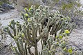 Profile Photo of Flora of the Colorado Deserton Wikipedia