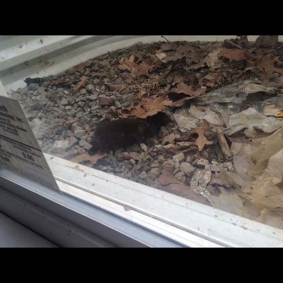 Profile Picture of Jamone Johnson (@john3585) on Poshmark