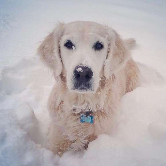 Profile Picture of Caitlyn Honos (@lovepuppies21) on Poshmark