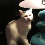 Profile Picture of JoAnn Devlin (@devlinjoann) on Instagram