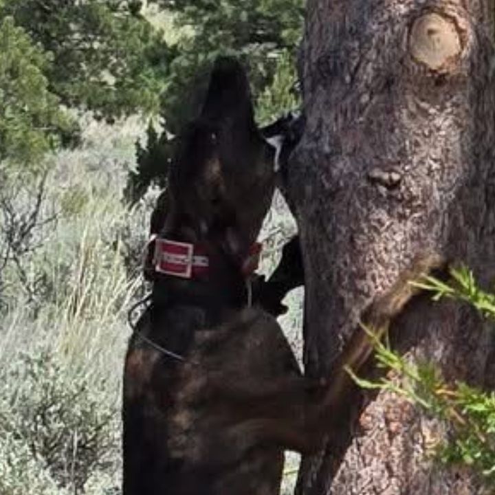 Profile Picture of Williams hell hounds (@mtzwilliams85) on Tiktok