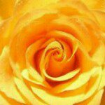 Profile Picture of Damaris Mitchell McGowan (@mcgowansd) on Instagram