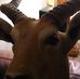 Profile Picture of Joshua Kushner (@joshua.kushner.12) on Facebook