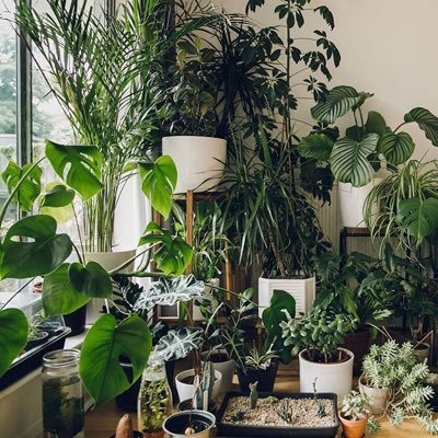 Profile Picture of Plants For A Green New Deal  ☀️ (@plants4dianne) on Twitter