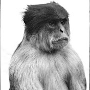 Profile Picture of ERIC TING (@redcolobus) on Youtube