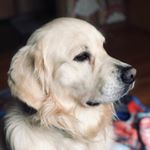 Profile Picture of Augustus Jay Pulis (@gus_the_og_doggo) on Instagram