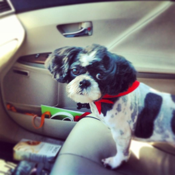 Profile Picture of Amanda Kowalczyk (@amandahollyk) on Poshmark