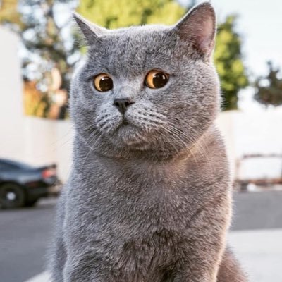 Profile Picture of Travis.Wu (@TravisWu15) on Twitter