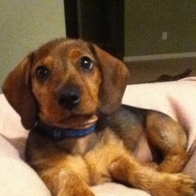 Profile Picture of Neal Herman (@BigDogHenry) on Twitter