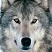 Profile Picture of Darrell Wolfe (@acousticwolfe1) on Pinterest