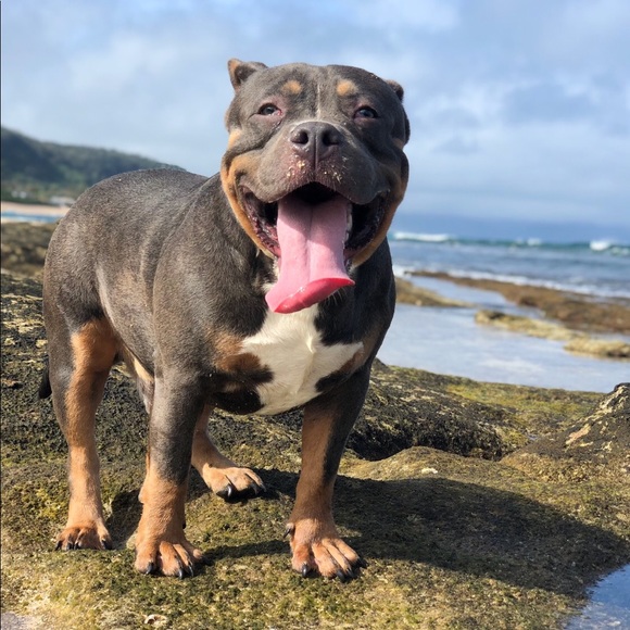 Profile Picture of Nainoa Ahquin (@northshore712) on Poshmark