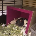 Profile Picture of keeko.bartholomew (@keeko.bartholomew) on Instagram