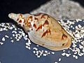 Profile Picture of Ericusa fulgetrumon Wikipedia