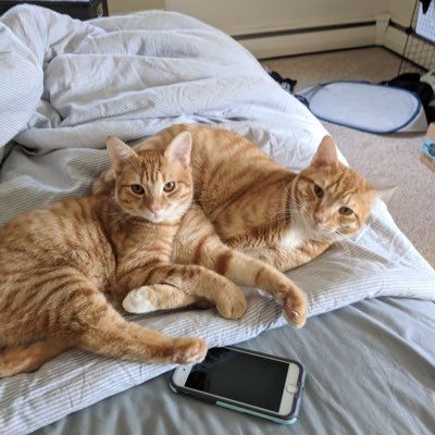 Profile Picture of Brian Salvati (@_brianSalvati) on Twitter