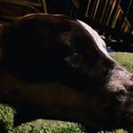 danielburnley - Instagram Profile Picture of danielburnley (@iam_the_best_dog_in_world) on Instagram