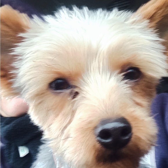 Profile Picture of Karey Eischeid (@kareys_kloset) on Poshmark