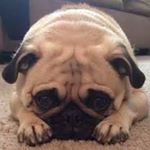 Profile Picture of paul cedillo (@cedillop1385) on Instagram