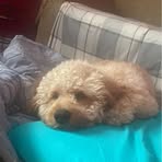 Profile Picture of Candace Grant (@Candace-Grant) on Facebook