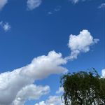 Profile Picture of Maxi Gatti (@_monsteraprint) on Instagram