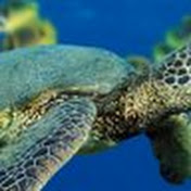 Profile Picture of Thomas Searles (@Usendme24u1) on Youtube