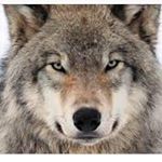 Profile Picture of Max Lupo (@max.lupo.1614) on Instagram