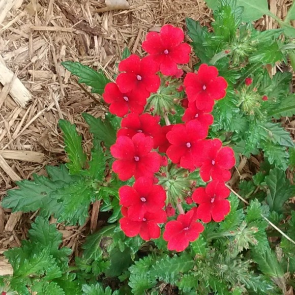 Profile Picture of Karen Poppler (@grace1776) on Poshmark