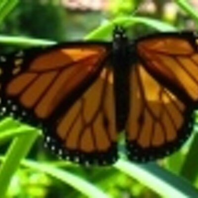 Profile Picture of Lisa Driscoll (@LisaDriscoll) on Twitter