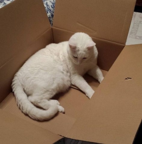 Profile Picture of Pam Owens (@indygodess) on Poshmark