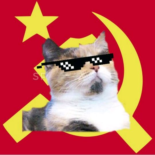 Profile Picture of matte.iannone (@matteoiannone0) on Tiktok