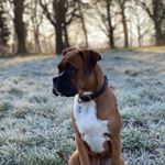Profile Picture of Jax Eric Hunter (@jax_the_boxer19) on Instagram