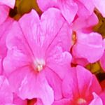 Profile Picture of Layla.Danyell.Morgan (@ilovepandassomuch216) on Instagram