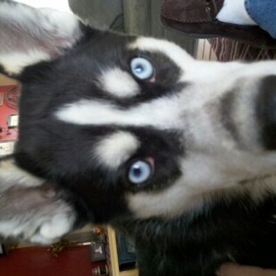Profile Picture of Mark Cresci (@CresciMc) on Twitter