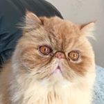 Profile Picture of Thomas Aka Tommy (@tommy_the_proud) on Instagram