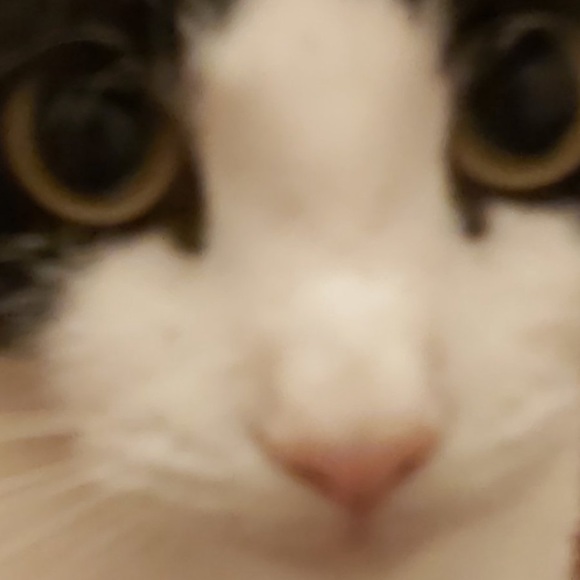 Profile Picture of Lizeth Pineda (@lizybaee) on Poshmark