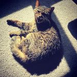 Profile Picture of John Cope (@curryhole) on Instagram