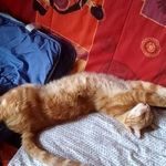 Profile Picture of Stéphanie Badaire (@stephaniebadaire) on Instagram