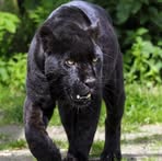 Profile Picture of Gezim Bajrami (@gezim.bajrami.108772) on Facebook