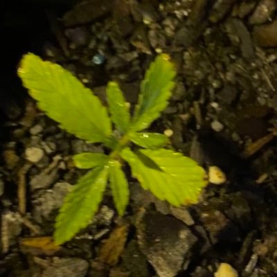 Profile Picture of Bryan Broadus (@BroadusBryan) on Twitter