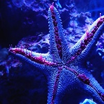 Profile Picture of Khang Vuong Nguyen (@%u30AB%u30FC%u30F3) on Flickr