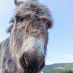 Profile Picture of Ken Reid (@greystokephotography) on Instagram