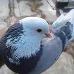 Profile Picture of salarnorouzi66 (@salarnorouzi66) on Instagram